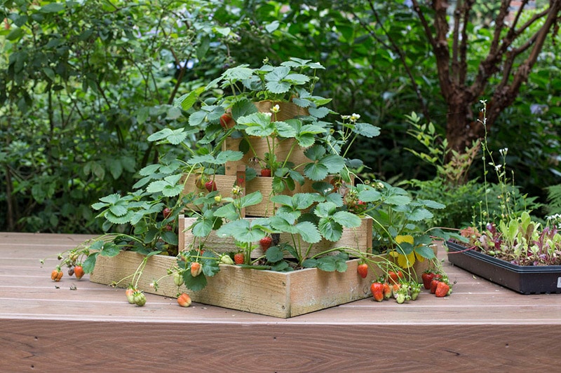 diy strawberry planter