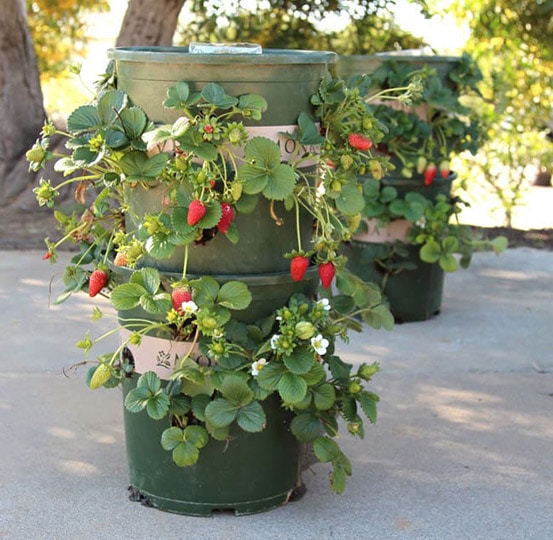 diy strawberry tower