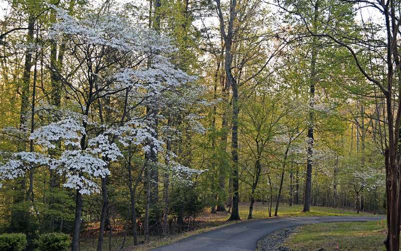 dogwood trees