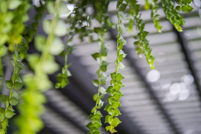 ferns vines leaves in ceiling
