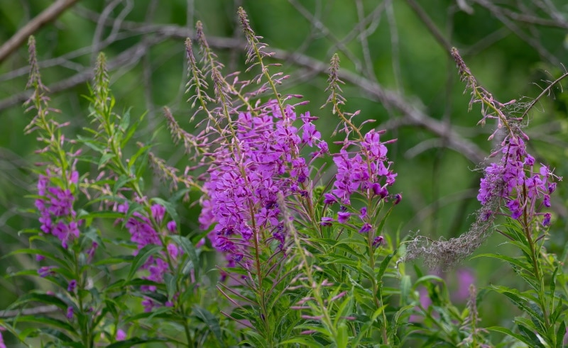 fireweed flower