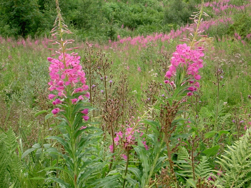 fireweed flowers