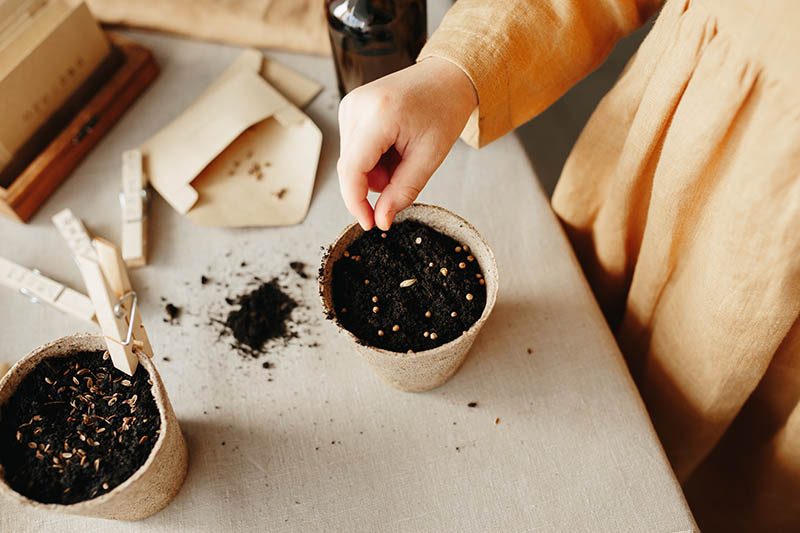 girl putting seed in a soil