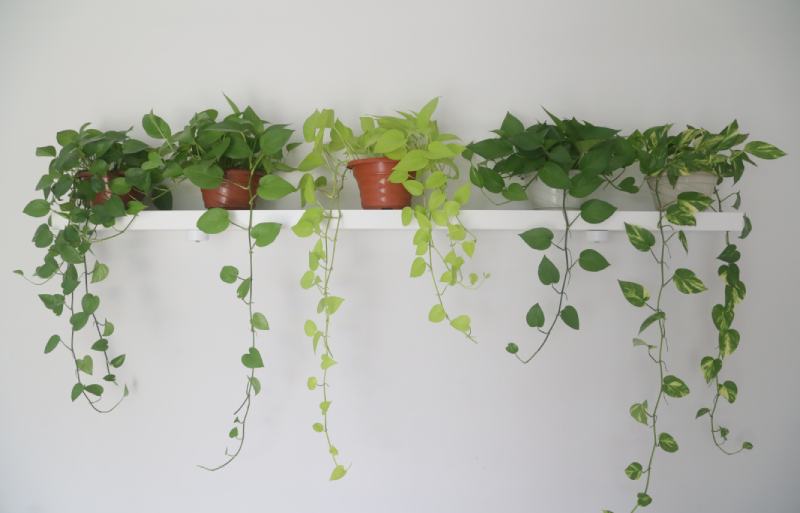golden pothos or money plant or vines leaves on a shelf in a wall