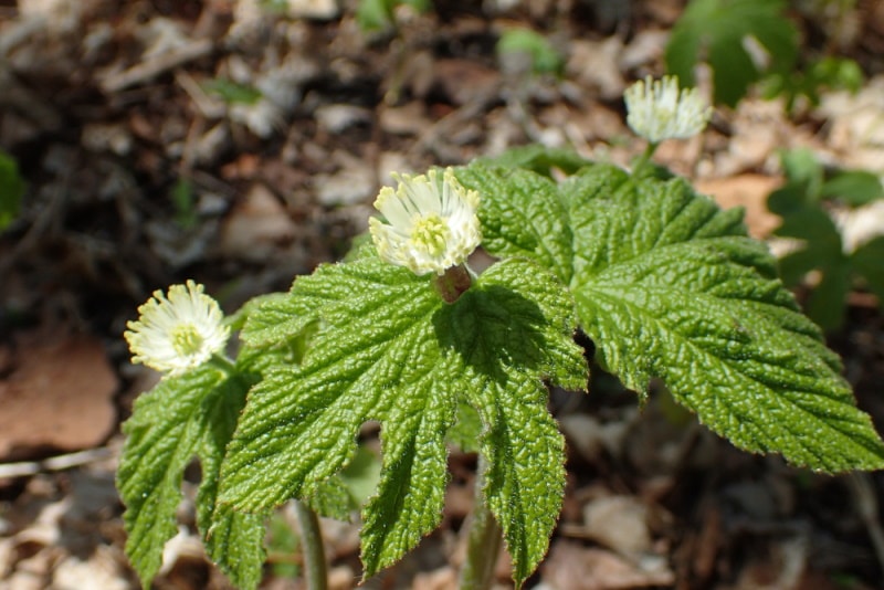 goldenseal flower