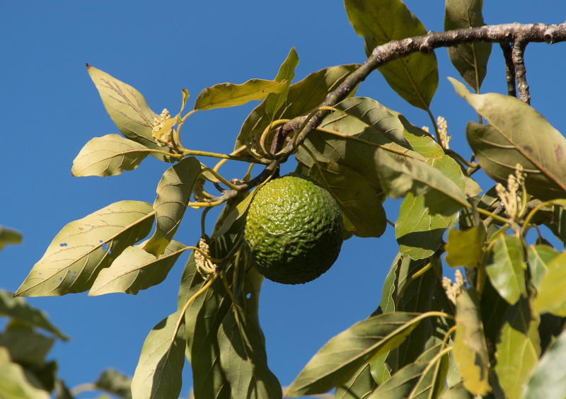 hass avocado fruit