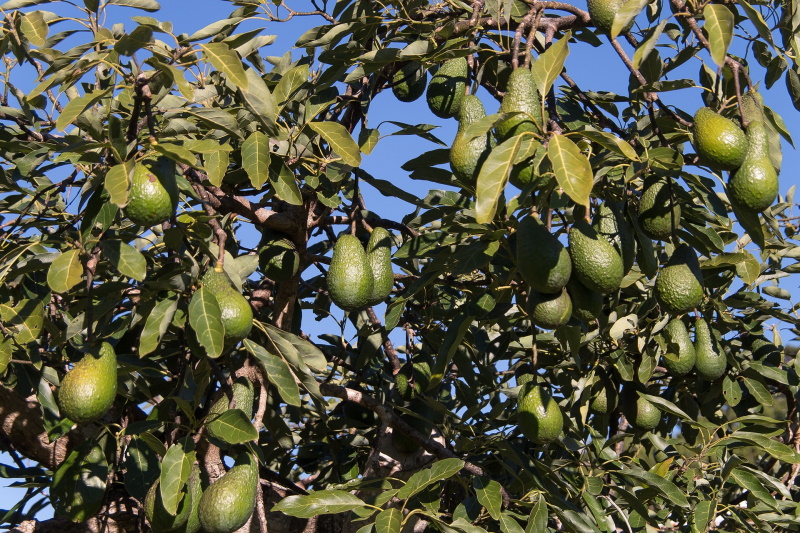 hass avocado tree