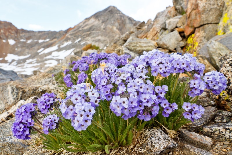 jacobs ladder flower in the wild