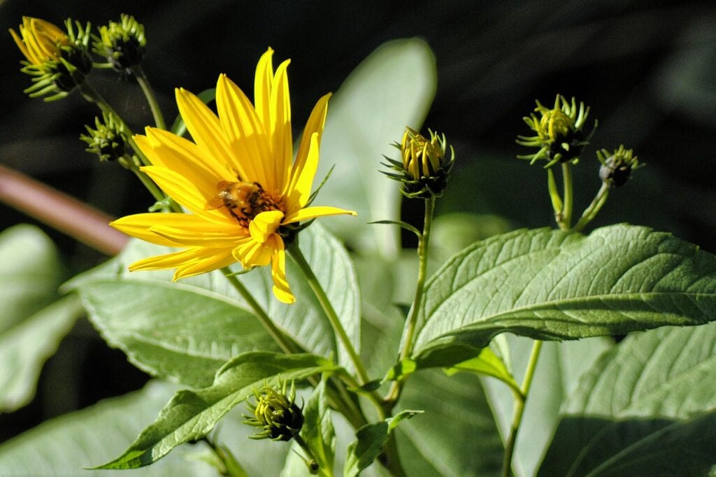 jerusalem artichoke helianthus tuberosus