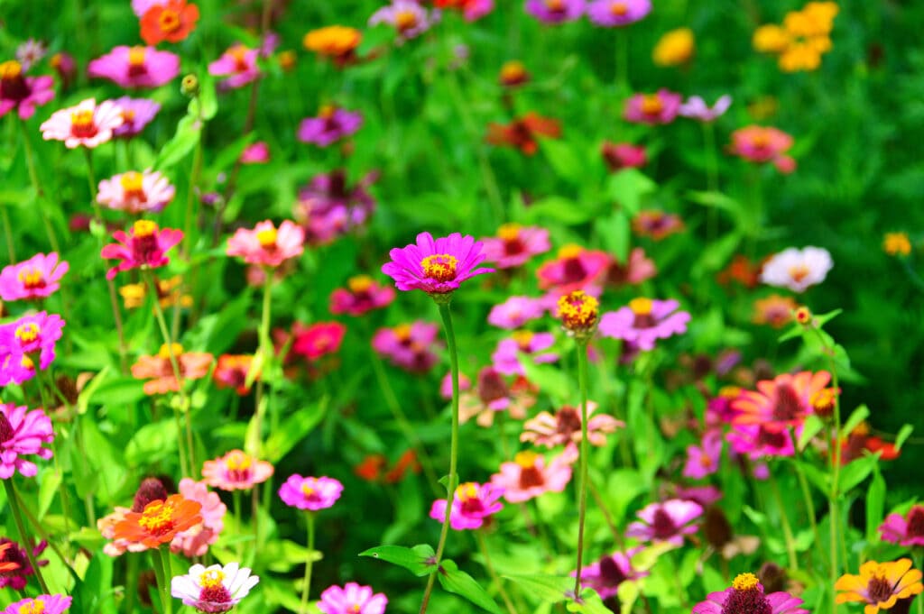 Wildflowers