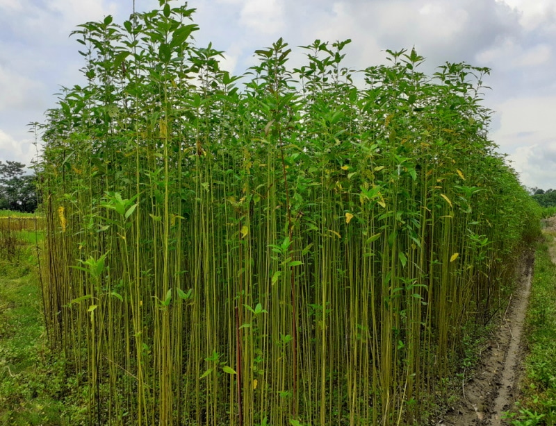 jute plants