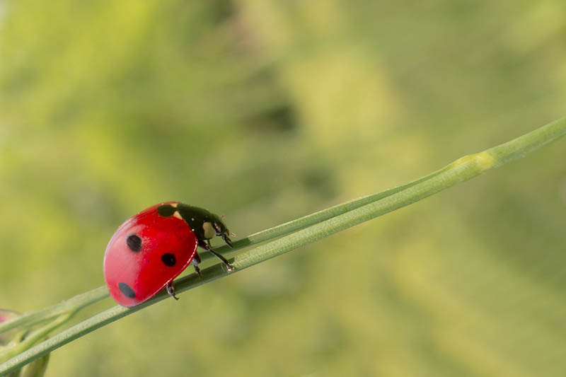 ladybug on a plant close up