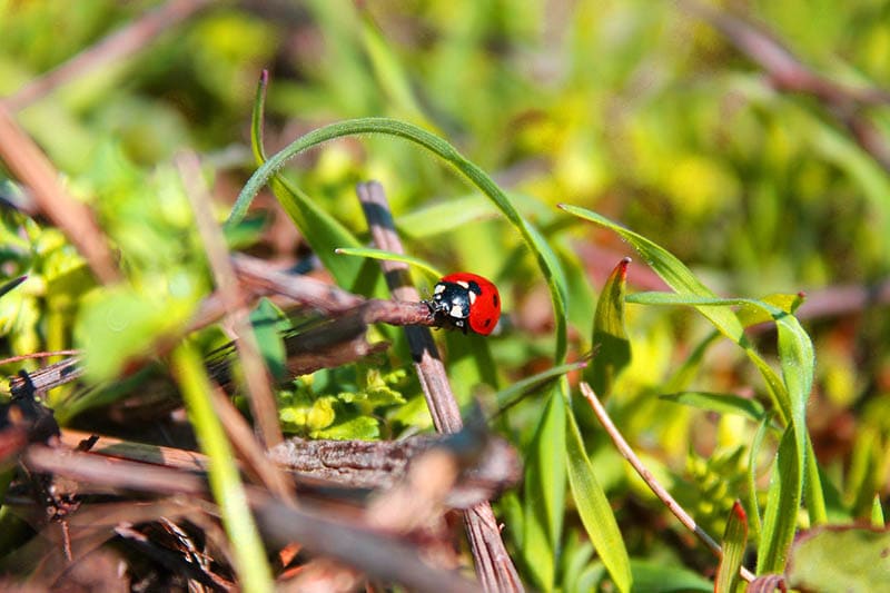 ladybug on the grass
