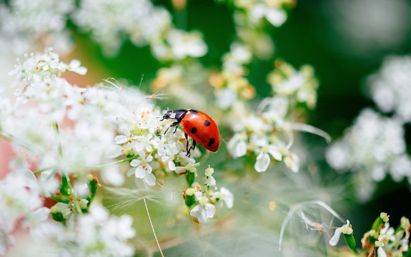 ladybug on white flowers