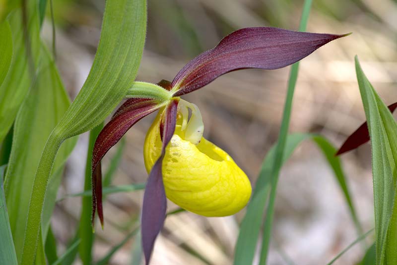 lady's slipper