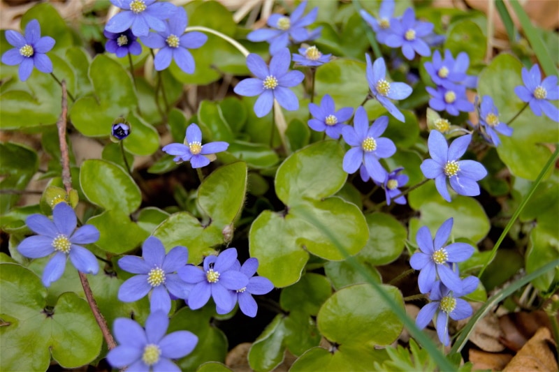 liverwort flower