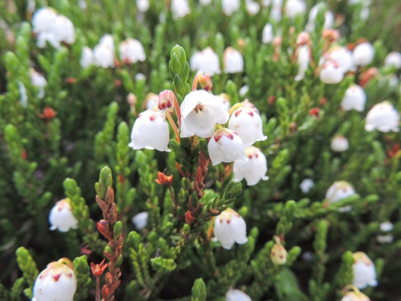 mertens mountain heather