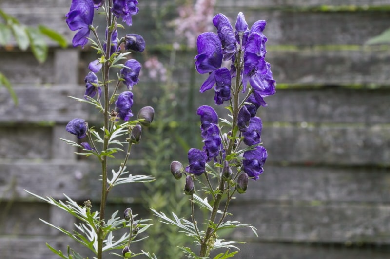monkshood flower