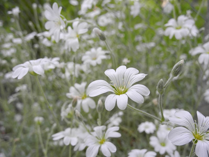 mouse ears flower