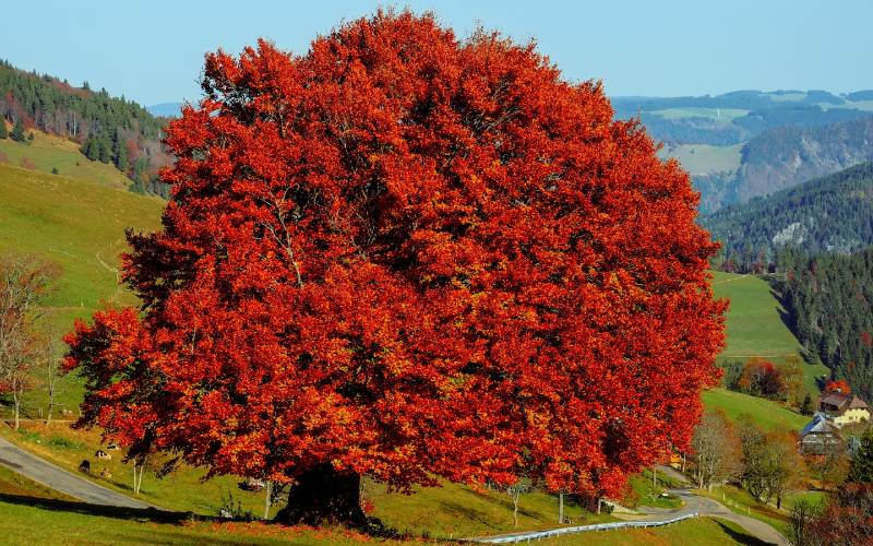 old beech deciduous tree with red leaves
