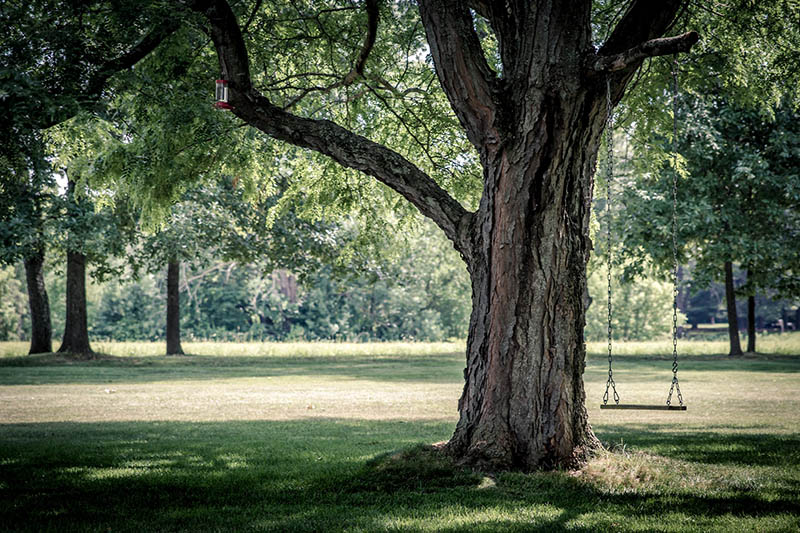 old tree with a chain swing