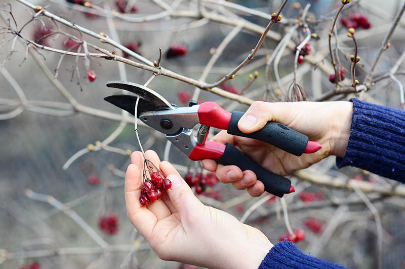 person pruning viburnum branches up close