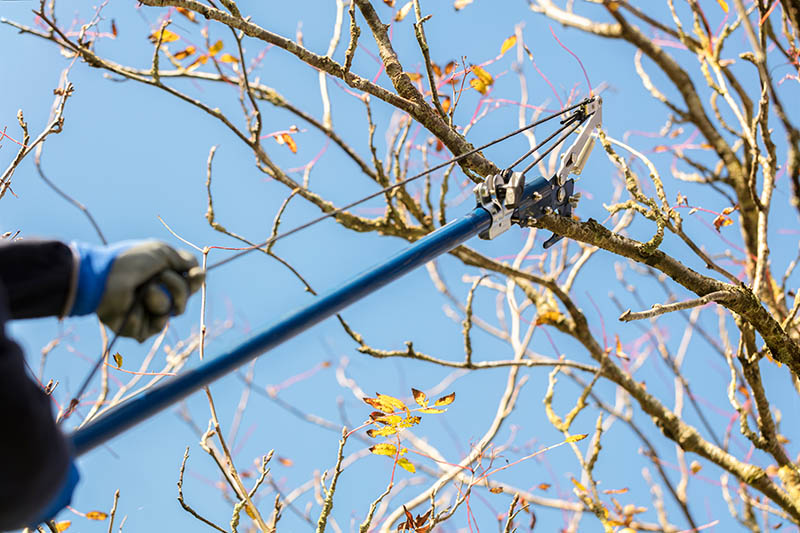 person using telescopic pole pruner