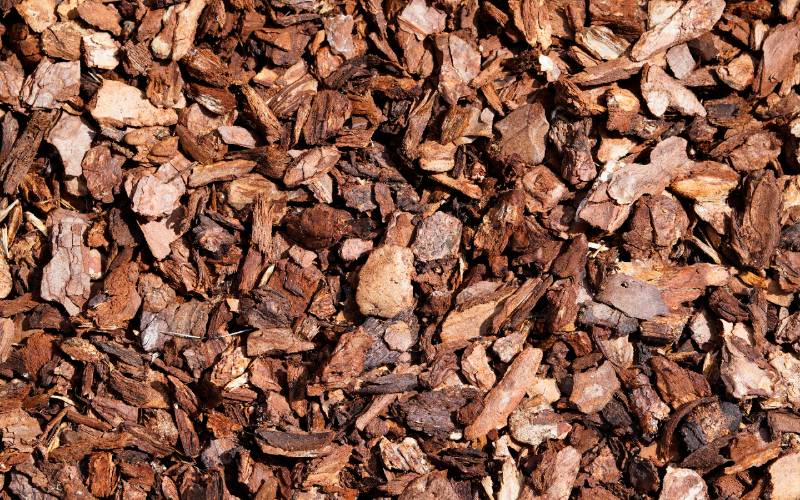 pine bark