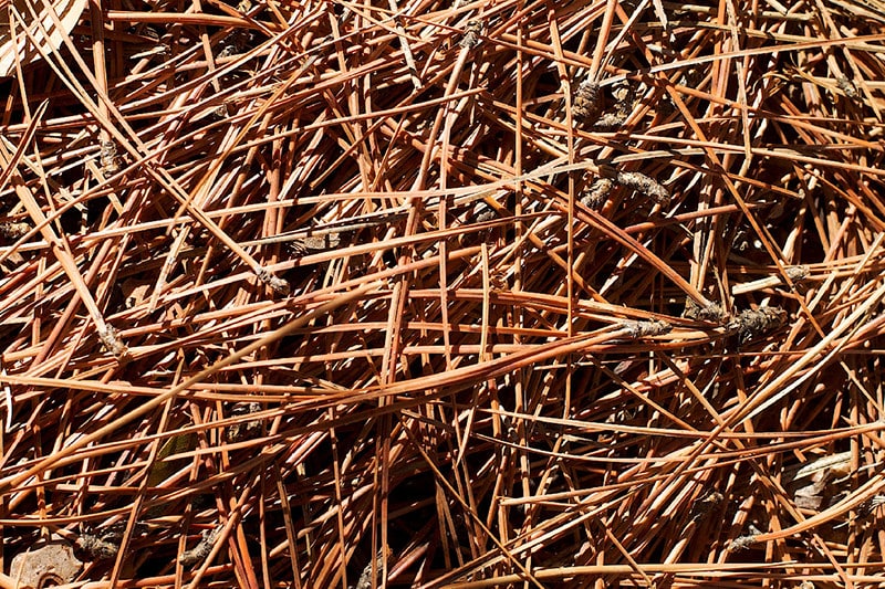 pine straw
