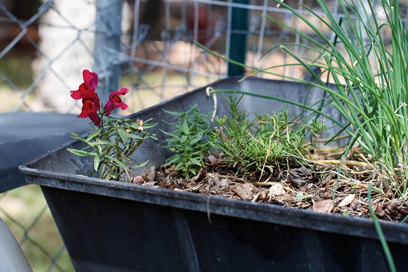 plant box with dead plant