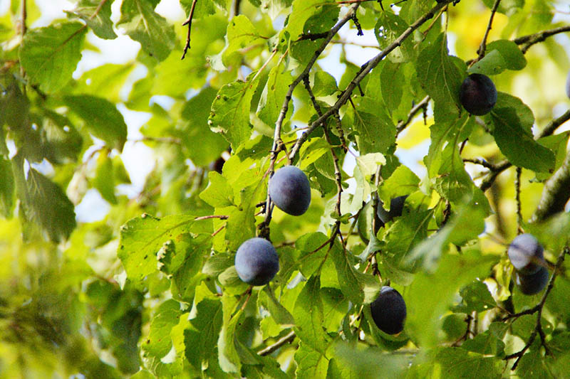 plum tree up close