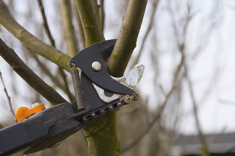 pruning a plum tree using pruning shears