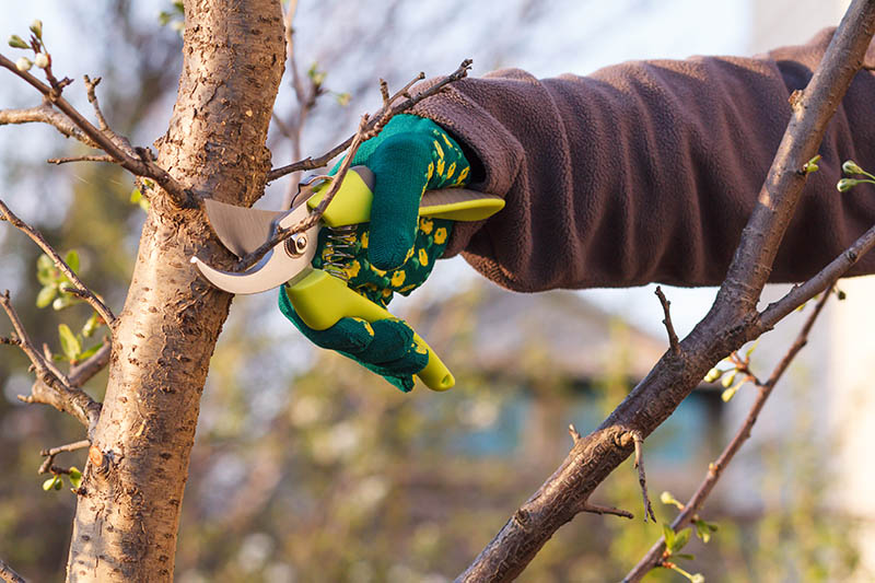 pruning a plum tree