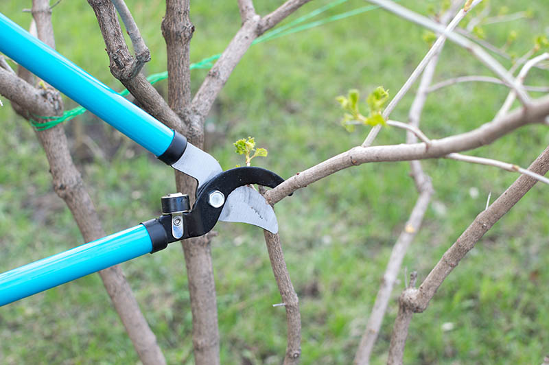 pruning a viburnum using lopping shears