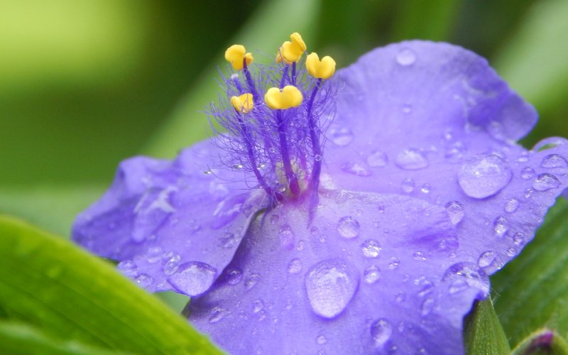 purple Bracted Spiderwort (Tradescantia bracteata) flower
