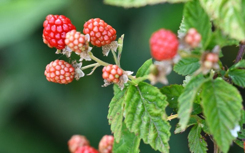 raspberries