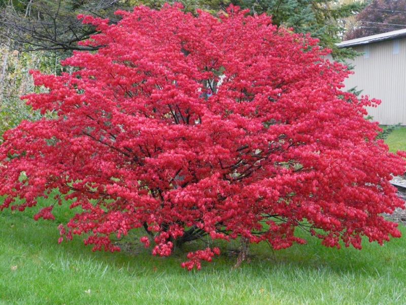 red full burning bush