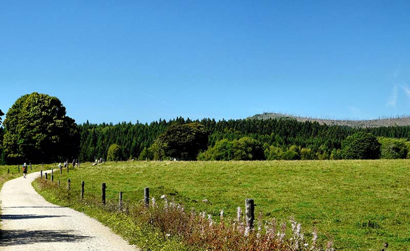 road and grass field