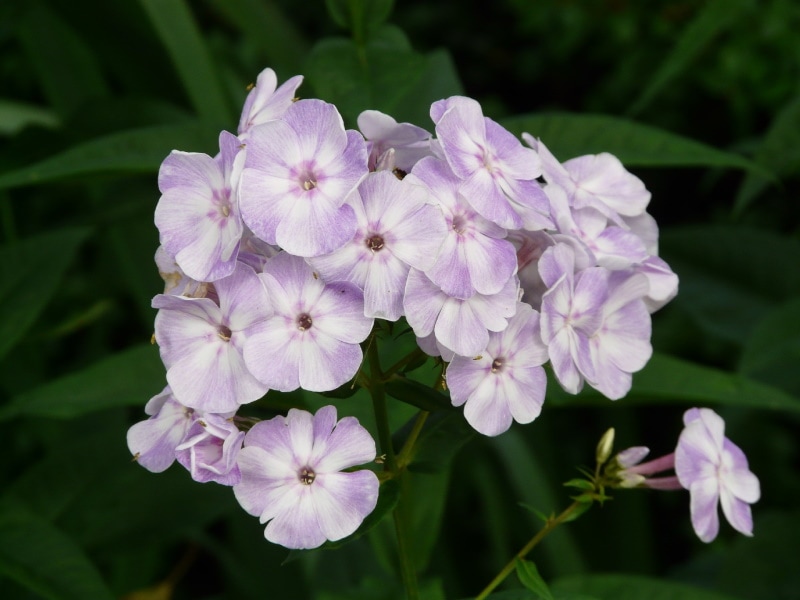 spreading phlox flowers
