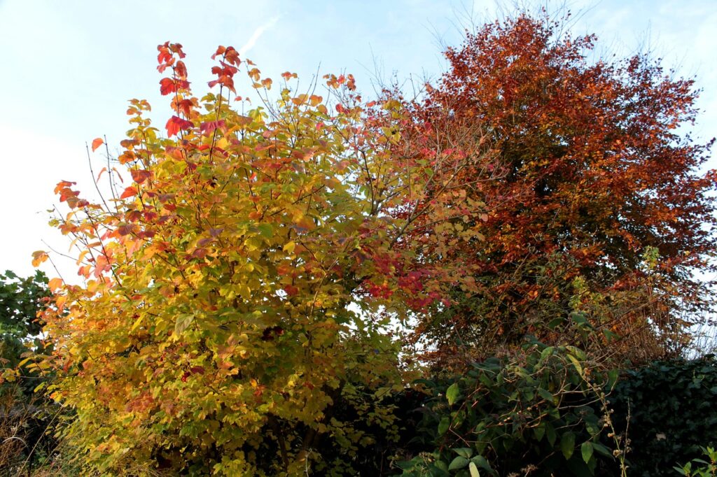 viburnum beech bush