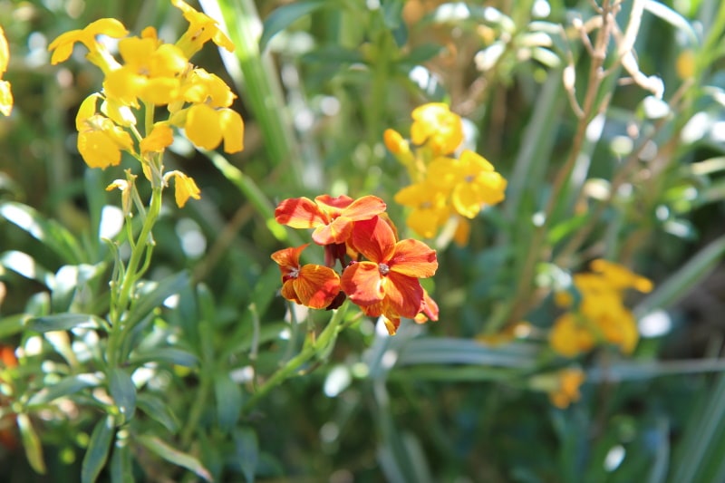 western wallflower