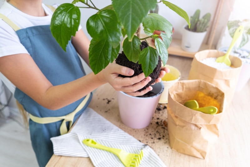 woman planting hibiscus