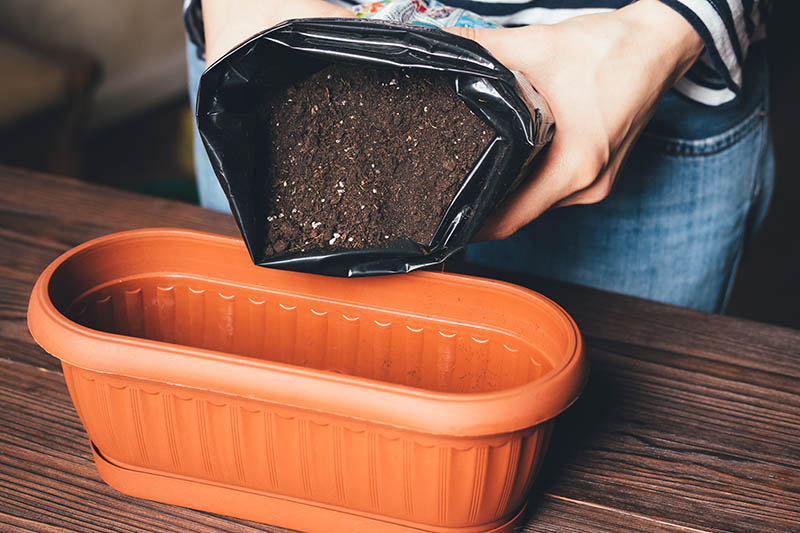 woman pouring store bought potting soil to a pot