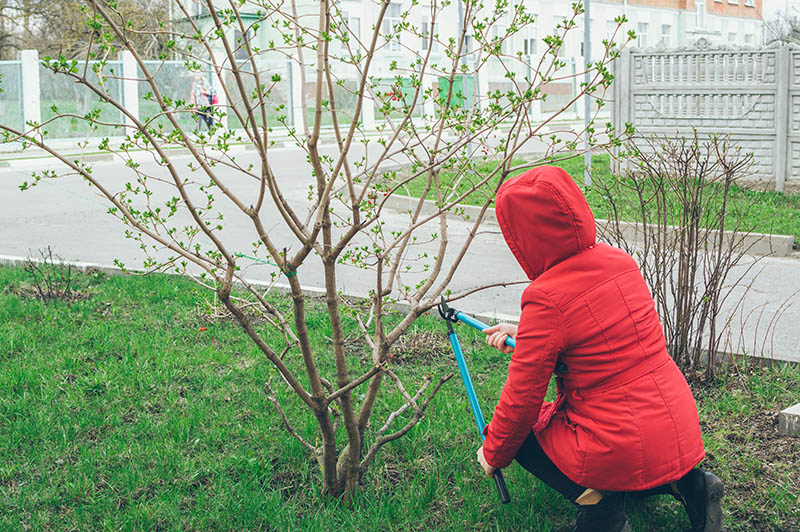 woman pruning viburnum