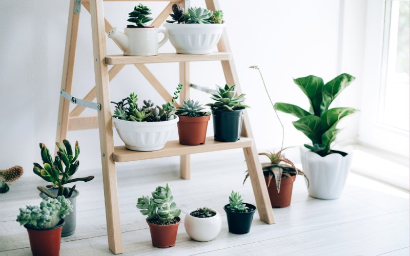 wooden folding ladder used as shelves for plants