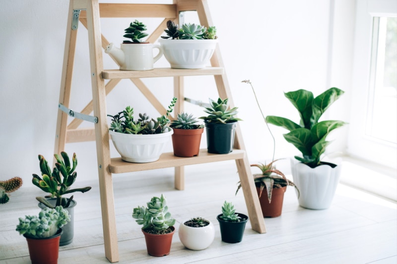 wooden ladder with plants