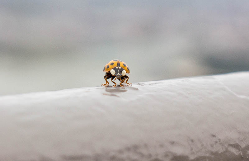 yellow ladybug