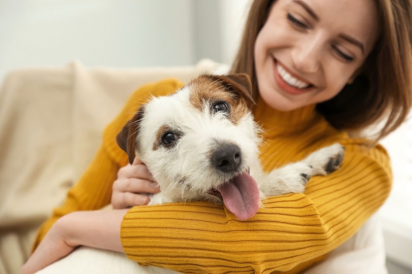 young woman with her cute Jack Russell Terrier dog at home