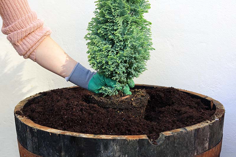 A Gardener Planting A Small Conifer Tree In An Old Whiskey Barrel Planter