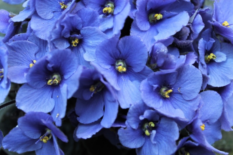 African violet flowers